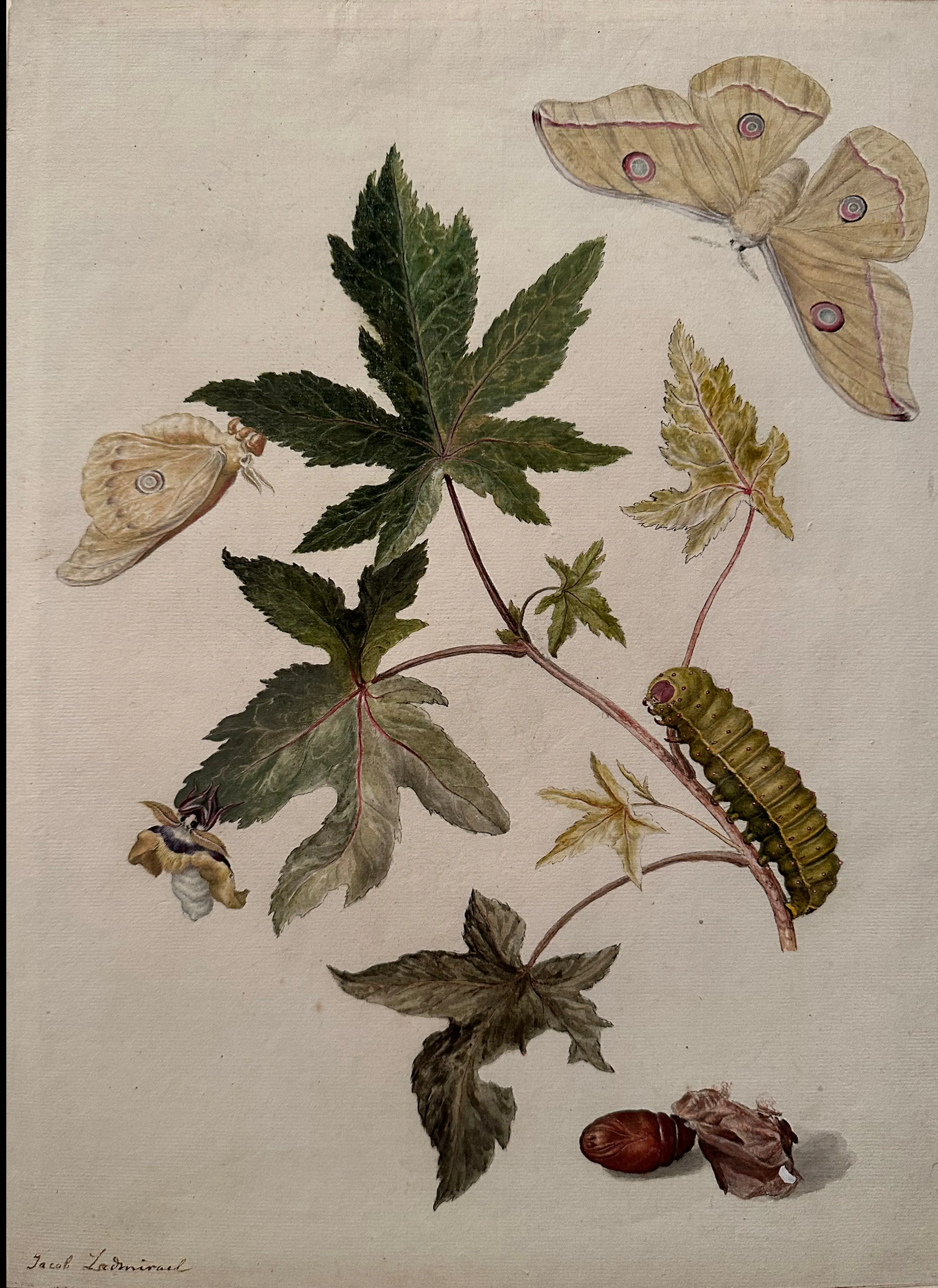 Jacob L’Admiral (Dutch, 1700–1770), Emperor Gum Moth with Caterpillar and Pupae