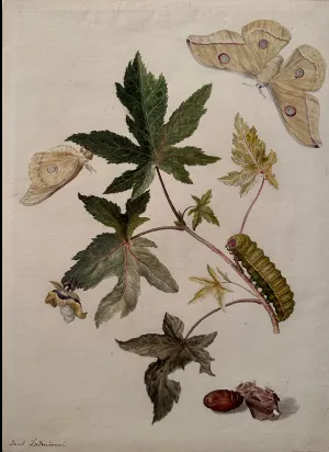 Jacob L’Admiral (Dutch, 1700–1770), Emperor Gum Moth with Caterpillar and Pupae