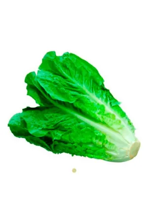 Lechuga larga Extra 1 Ud