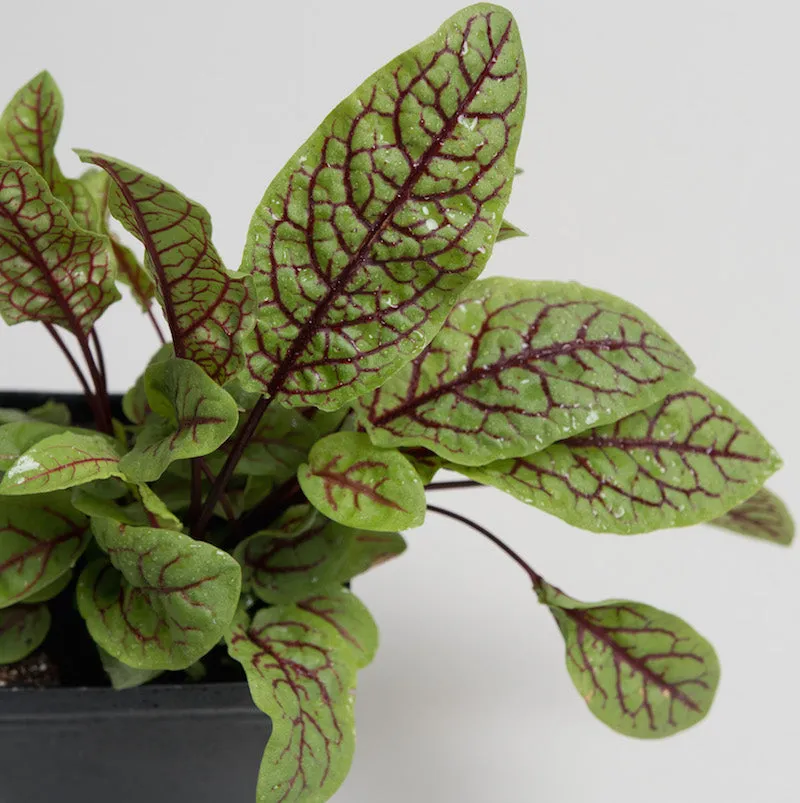 Sorrel 'Bloody Dock'